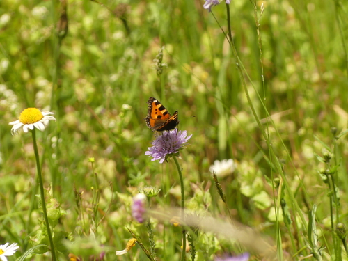 Small Tortoiseshell