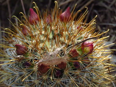 Mammillaria rekoi