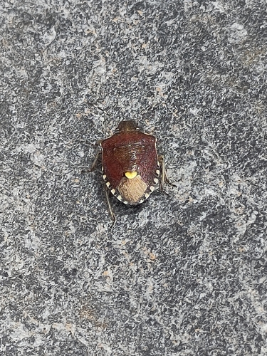 Holcostethus sphacelatus