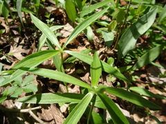 Lilium michiganense