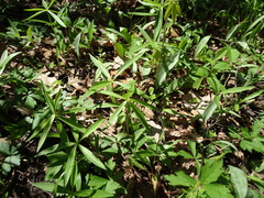 Lilium michiganense