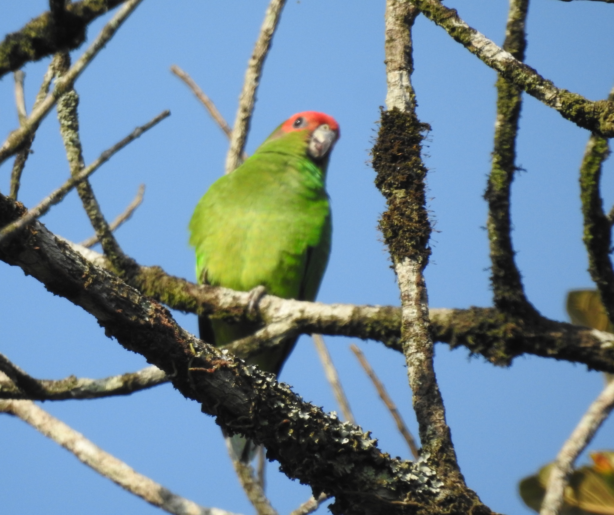 Pileated Parrot (Pionopsitta pileata), photo 1