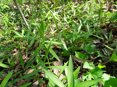 Lilium michiganense