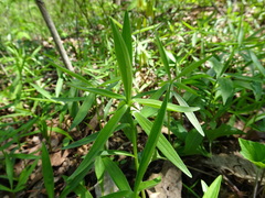 Lilium michiganense