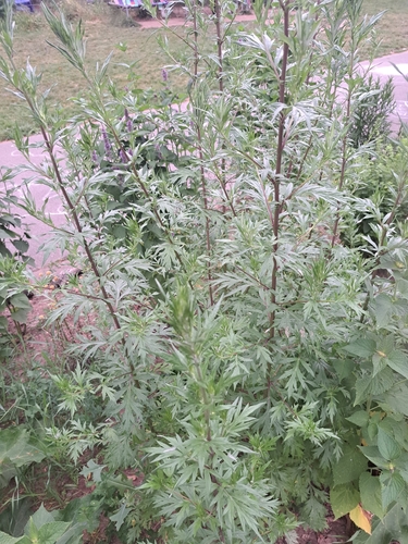 common mugwort