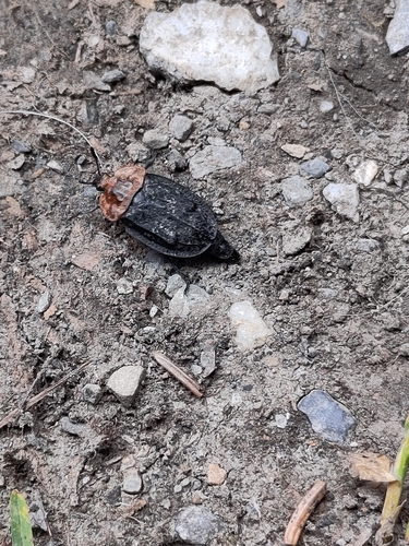 Red-breasted Carrion Beetle