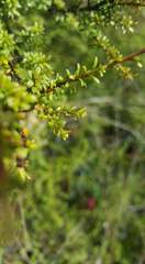 Kunzea tenuicaulis