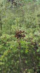 Kunzea tenuicaulis