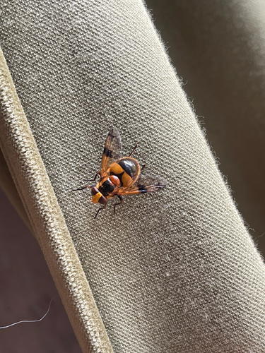 Volucella inflata