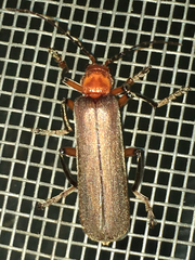 Pacificanthia consors