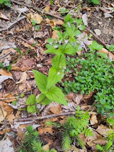 Nettle-leaved Speedwell