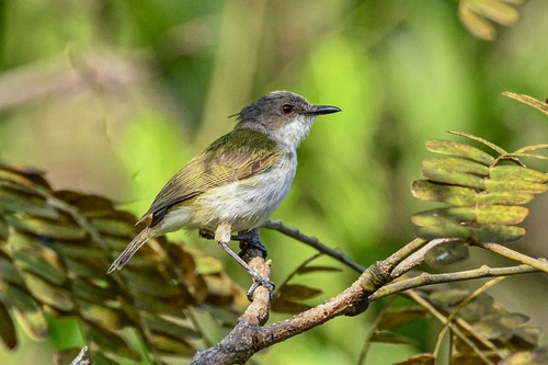 Green-backed Gerygone (Gerygone chloronota)