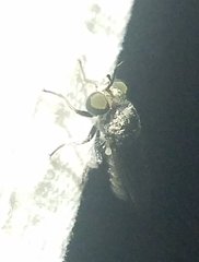 Cerotainia