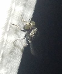 Cerotainia