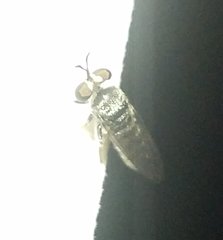 Cerotainia
