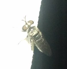 Cerotainia