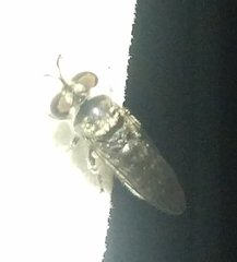Cerotainia