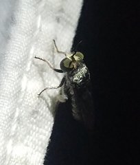 Cerotainia