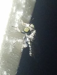 Cerotainia