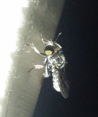Cerotainia