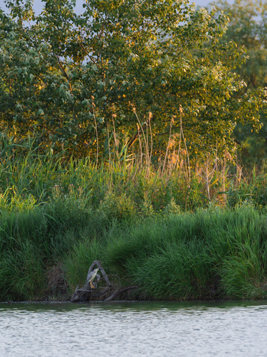 Black-crowned Night Heron