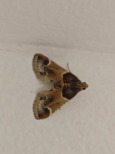 Meal moth