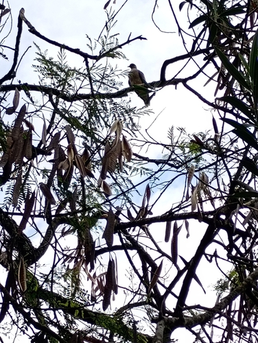 Eared Dove