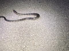 Nerodia fasciata × clarkii