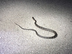 Nerodia fasciata × clarkii