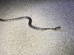 Nerodia fasciata × clarkii