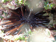 Heterocentrotus trigonarius