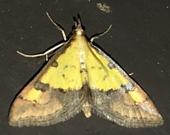 Choristostigma zephyralis