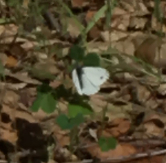Pieris marginalis venosa