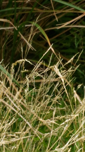 Agrostis clavata iNat (1)