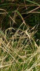 Agrostis clavata