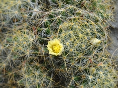Mammillaria prolifera arachnoidea