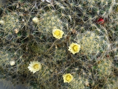 Mammillaria prolifera arachnoidea