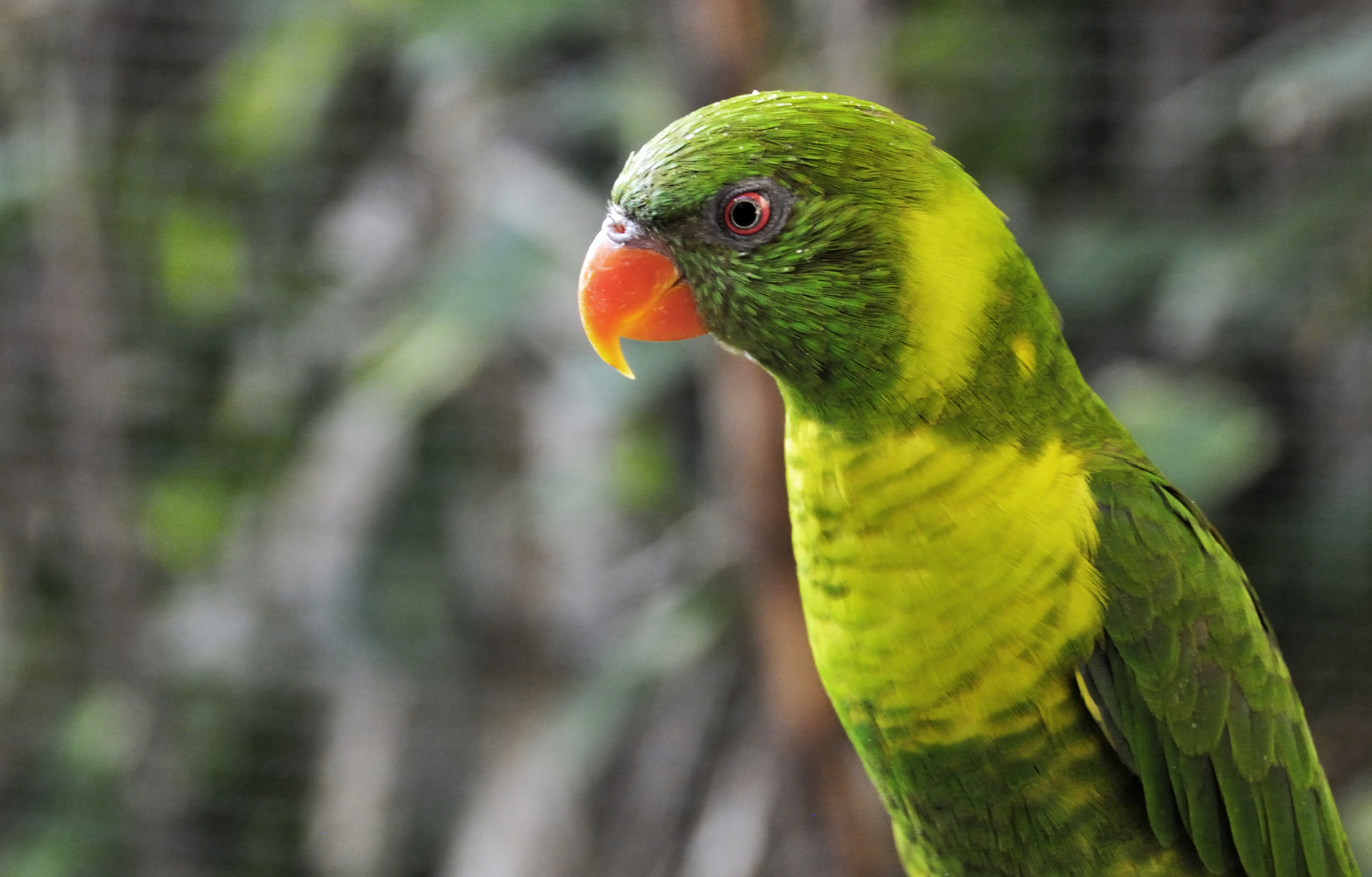 Leaf Lorikeet illustration