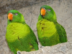 Leaf Lorikeet photo 3