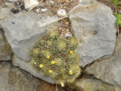 Mammillaria prolifera arachnoidea