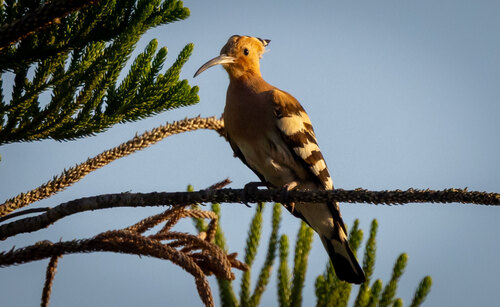 Common Hoopoe