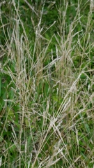 Agrostis clavata