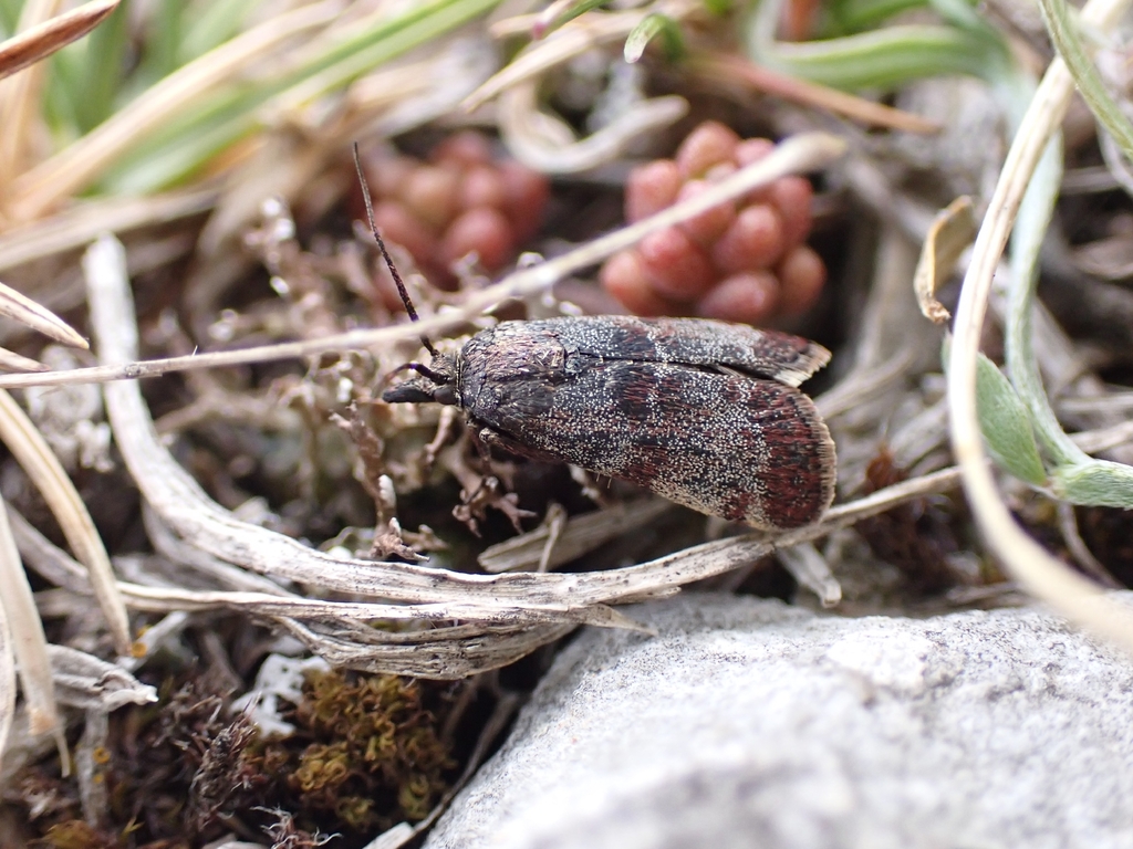Asartodes monspesulalis