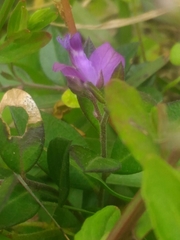 Polygala japonica