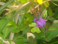 Polygala japonica