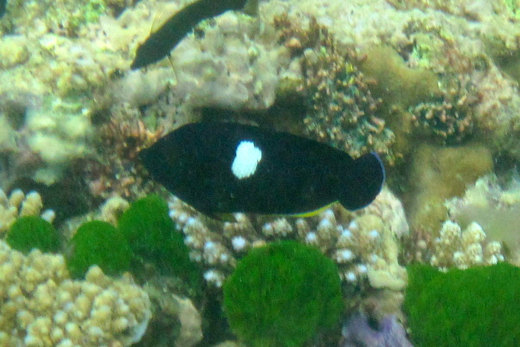 Black Angelfish