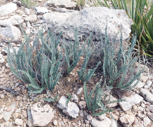 scaly cloak-fern