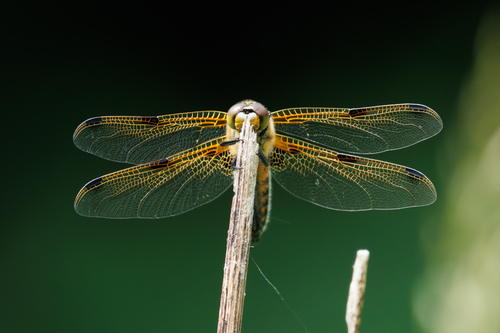 Four-spotted chaser