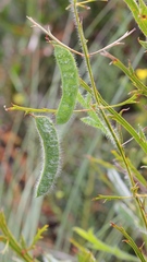 Acacia alata