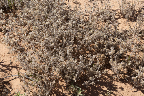 Cryptantha crassisepala